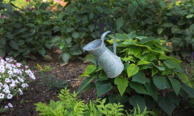 9 Tipps zur optimalen Gartenbewässerung