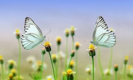 Schmetterlinge im Garten – So gelingt das Ansiedeln