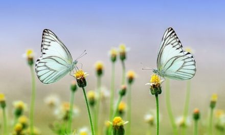 Schmetterlinge im Garten – So gelingt das Ansiedeln