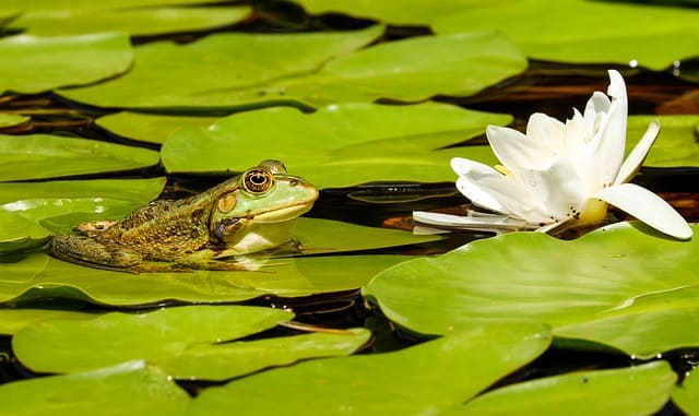 Gerteich - Ufer selbst gestalten