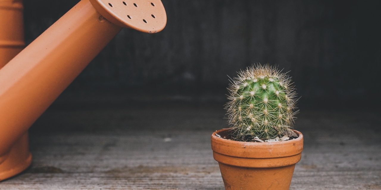 5 Zimmerpflanzen die Positivität in dein Zuhause bringen